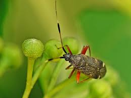 Attēlu rezultāti vaicājumam “Closterotomus biclavatus”