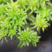 Attēlu rezultāti vaicājumam “Sphagnum platyphyllum”