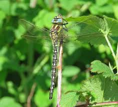 Attēlu rezultāti vaicājumam “Brachytron pratense”