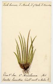 Attēlu rezultāti vaicājumam “Isoetes lacustris”