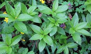 Attēlu rezultāti vaicājumam “Mercurialis perennis leaf”