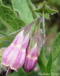 Image result for Symphytum officinale