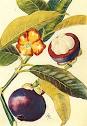 <b>Garcinia mangostana</b> L.
