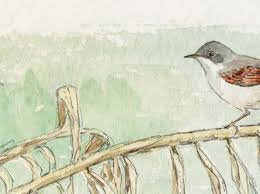 Attēlu rezultāti vaicājumam “Sylvia communis adult”