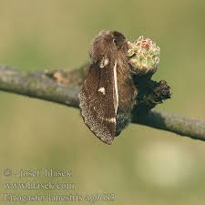 Attēlu rezultāti vaicājumam “Eriogaster lanestris”