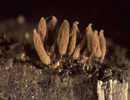 Attēlu rezultāti vaicājumam “Stemonitopsis hyperopta var. landewaldii macro”