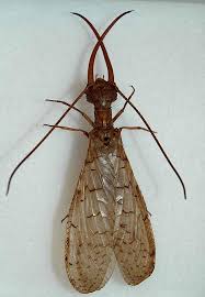 Attēlu rezultāti vaicājumam “Eulithis sp.”