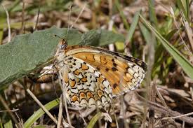 Attēlu rezultāti vaicājumam “Melitaea phoebe underside”