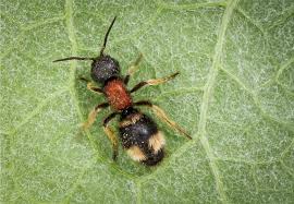 Attēlu rezultāti vaicājumam “Mutilla europaea”