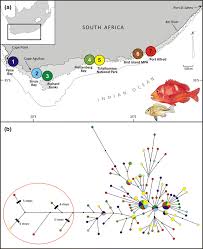 Image result for Chrysoblephus cristiceps
