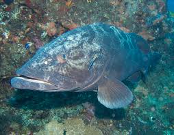 Image result for Epinephelus tukula