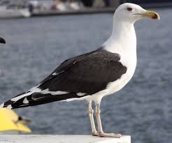 Attēlu rezultāti vaicājumam “Larus marinus”