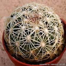 Attēlu rezultāti vaicājumam “Conardia compacta”