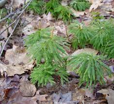 Attēlu rezultāti vaicājumam “Diachea muscorum stalked”