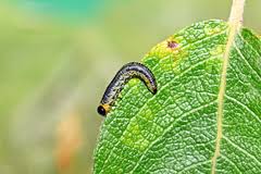 Attēlu rezultāti vaicājumam “Euura acutifoliae”