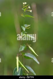 Attēlu rezultāti vaicājumam “Vincetoxicum hirundinaria fruit”