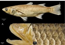 Image result for Mugil