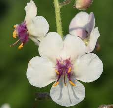 Attēlu rezultāti vaicājumam “Verbascum blattaria flower”