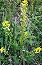 Attēlu rezultāti vaicājumam “Barbarea vulgaris subsp. arcuata flower”