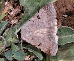 Attēlu rezultāti vaicājumam “Lygephila viciae”