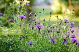 Attēlu rezultāti vaicājumam “Centaurea scabiosa bud”
