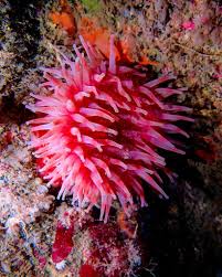 Image result for Black Country Barracudas Sub Aqua Club