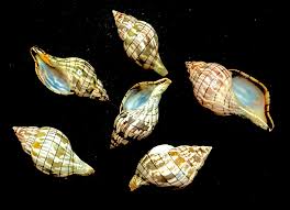 Image result for Cinctura hunteria