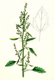 Image result for Chenopodium album