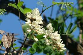 Attēlu rezultāti vaicājumam “Robinia pseudoacacia flower”