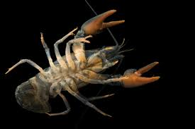 Attēlu rezultāti vaicājumam “Astacus astacus”