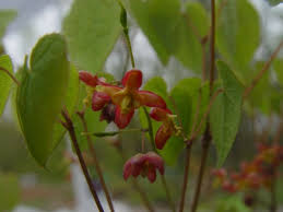 Attēlu rezultāti vaicājumam “Epimedium alpinum”