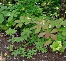 Image result for Rodgersia chocolate wings