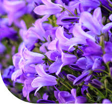 Image result for Marienglockenblumen