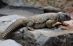 Image result for Reptilian egypt