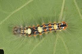 Attēlu rezultāti vaicājumam “Moma alpium”