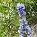 Image result for Campanula moesiaca