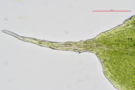 Attēlu rezultāti vaicājumam “Tortula subulata”