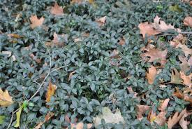 Attēlu rezultāti vaicājumam “Vinca minor leaf”