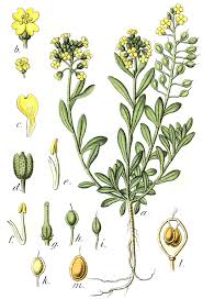 Attēlu rezultāti vaicājumam “Alyssum gmelinii”