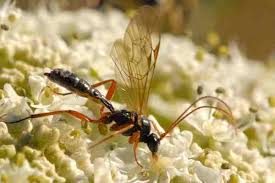 Attēlu rezultāti vaicājumam “Nematus ribesii larva”