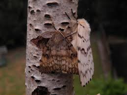 Attēlu rezultāti vaicājumam “Lymantria dispar”