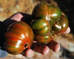 Afbeeldingsresultaat voor debarro black tomato