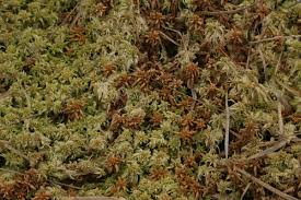 Attēlu rezultāti vaicājumam “Sphagnum cuspidatum”