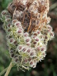 Attēlu rezultāti vaicājumam “Daucus carota subsp. carota flower”