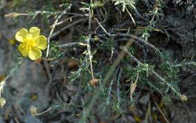 Attēlu rezultāti vaicājumam “Cistaceae”