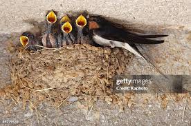 Attēlu rezultāti vaicājumam “Hirundo rustica nest”