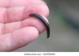 Attēlu rezultāti vaicājumam “Ommatoiulus sabulosus aimatopodus”