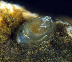 Attēlu rezultāti vaicājumam “Ancylus fluviatilis”