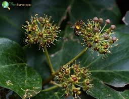 Attēlu rezultāti vaicājumam “Hedera helix  flower”