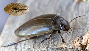 Attēlu rezultāti vaicājumam “Colymbetes paykulli”